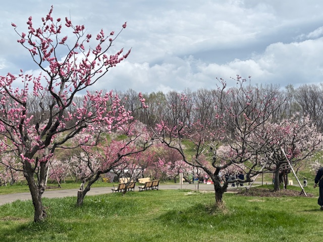 2025/5/4 札幌市 清田区 平岡公園梅林
